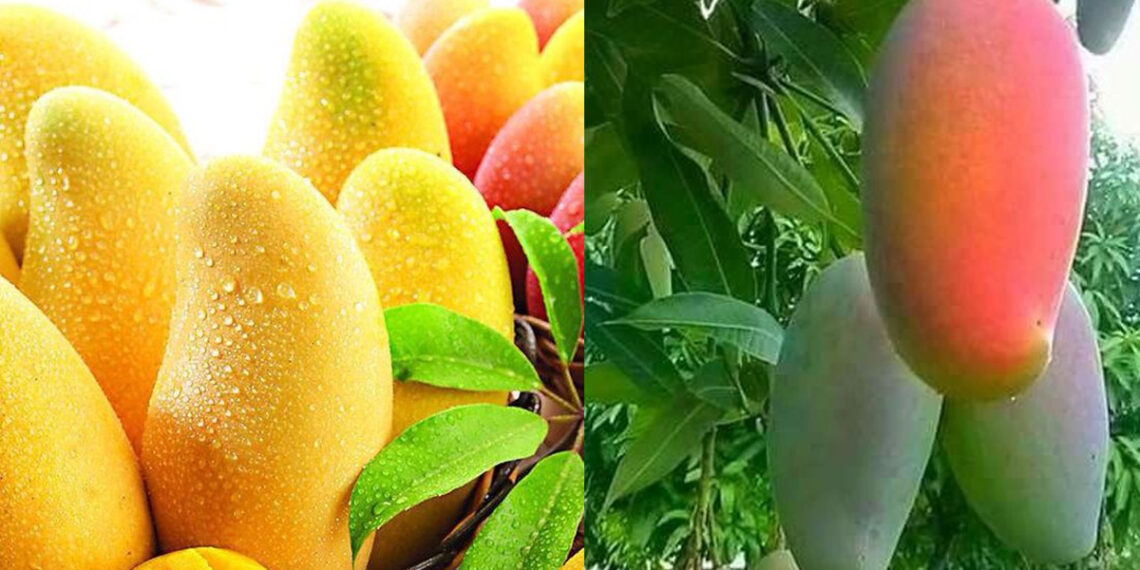 मुग़ालते में न रहिए, डायबिटीज़ वाले भी खा सकते हैं आम