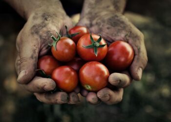 tomatoes